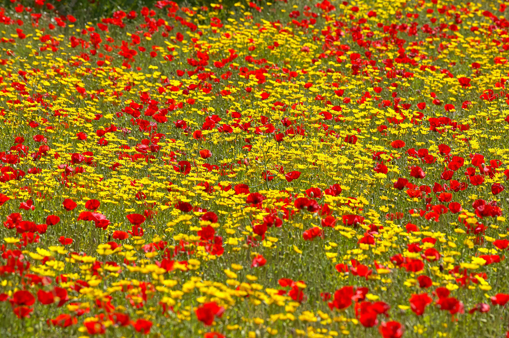 Rhodes in spring